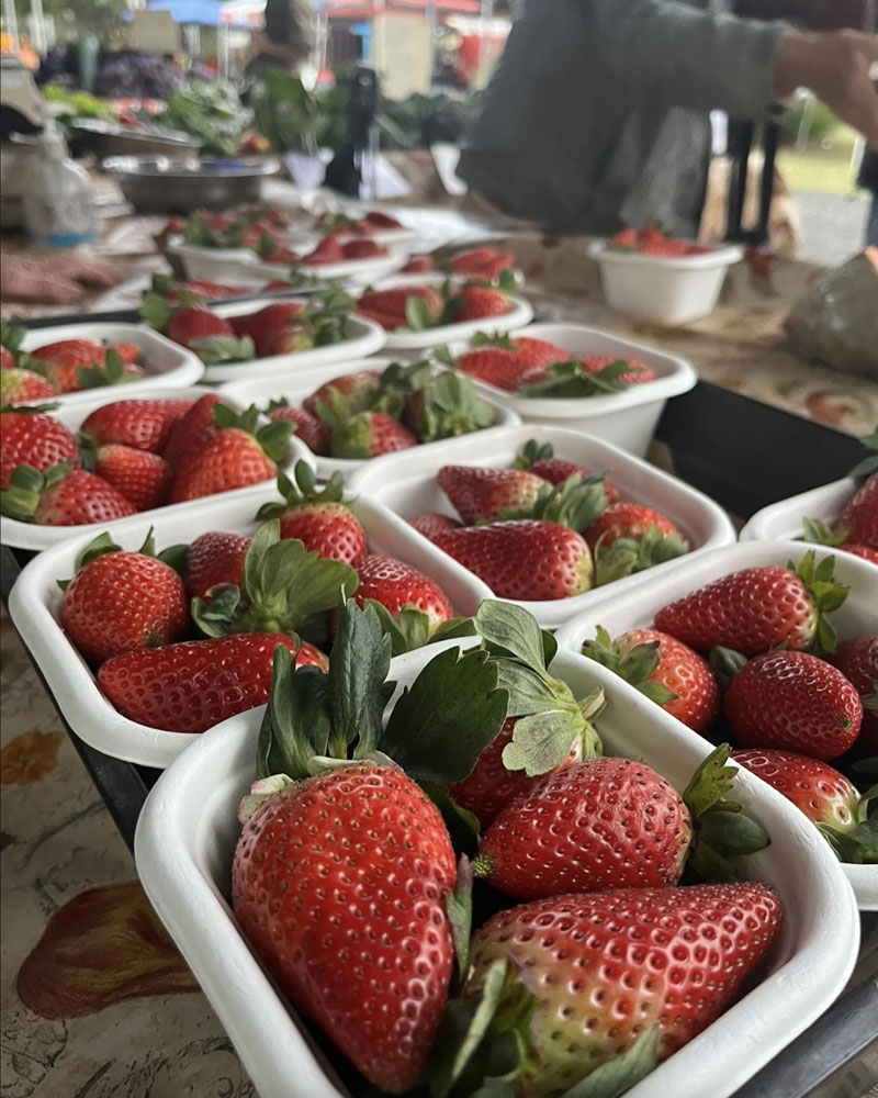 ballina_farmers_market_The_book_review_northernrivers