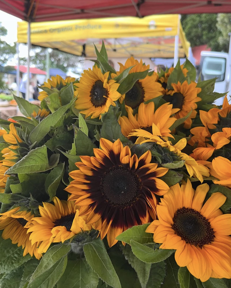 ballina_farmers_market_The_book_review_northernrivers